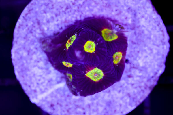 import placeholder for 2991161