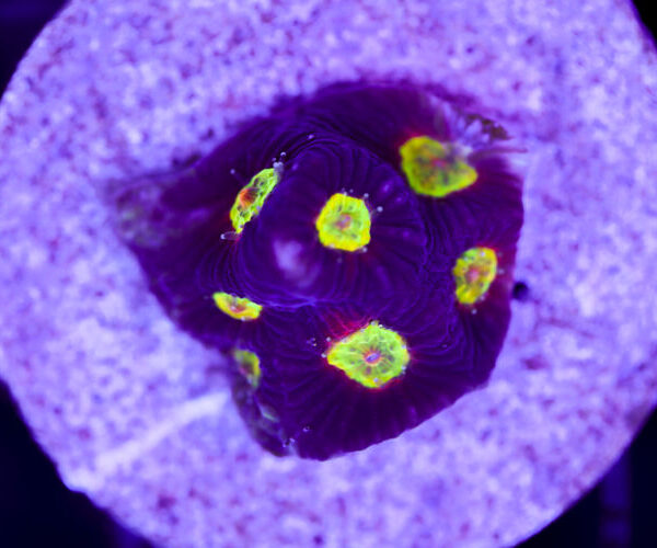 import placeholder for 2991161