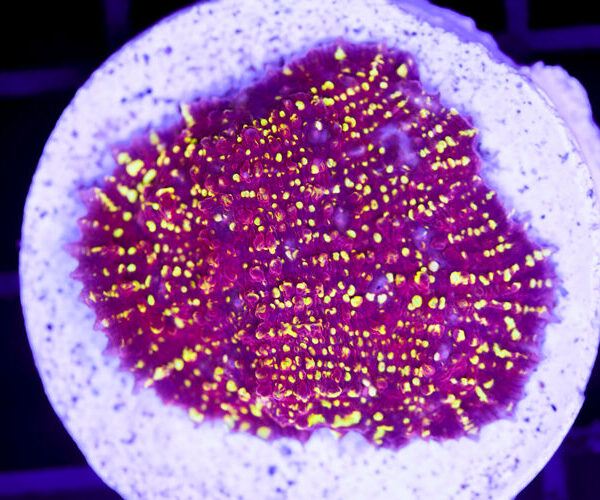 import placeholder for 2991146