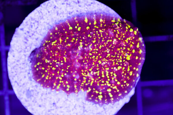 import placeholder for 2991143