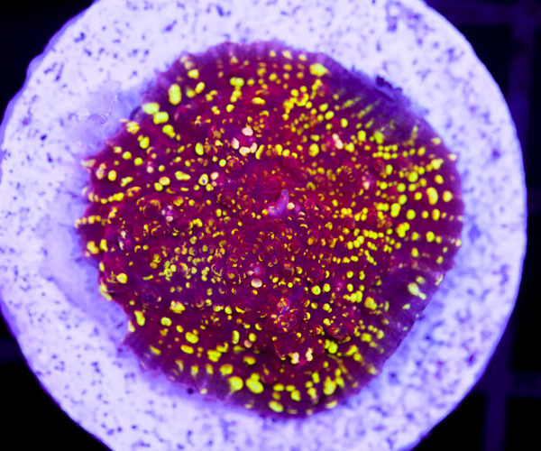 import placeholder for 2991141