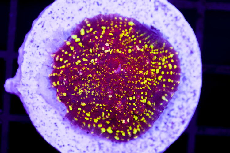 import placeholder for 2991141