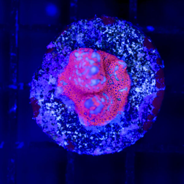 import placeholder for 2989625