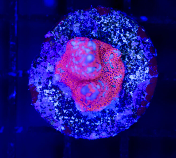 import placeholder for 2989625