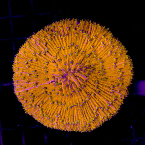 import placeholder for 2989614