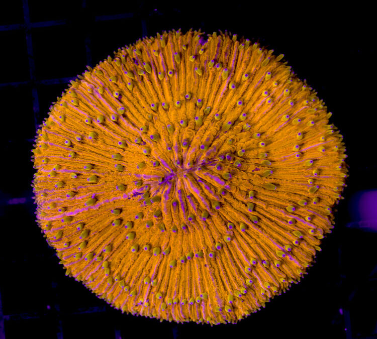 import placeholder for 2989614