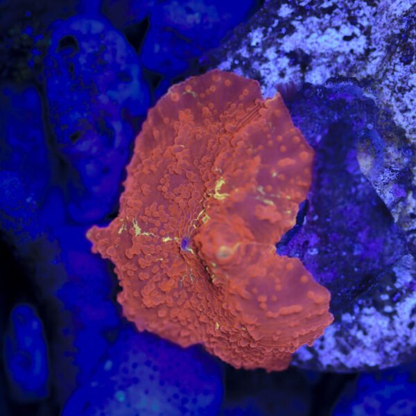 import placeholder for 2989591