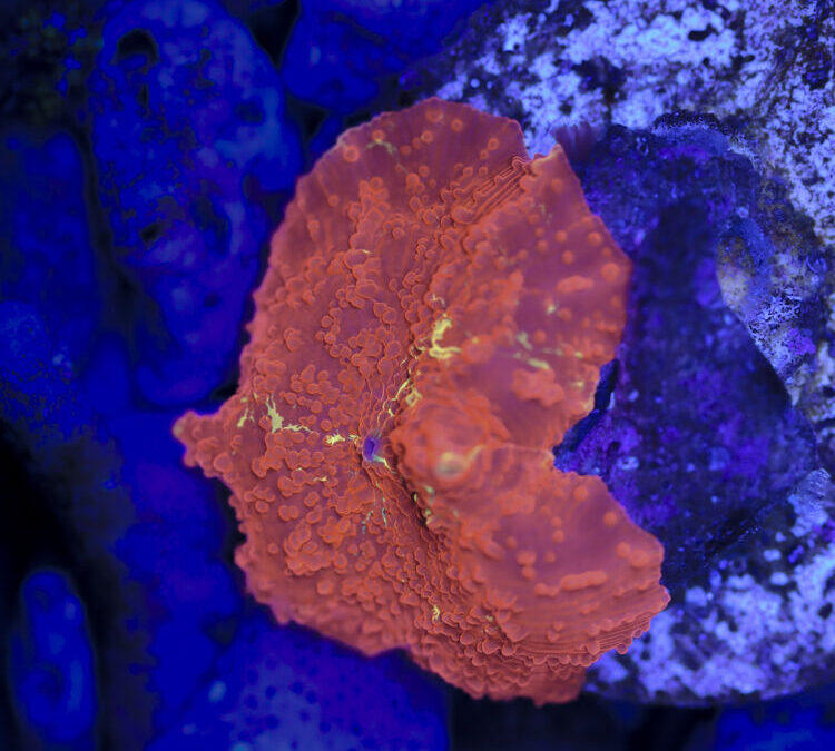 import placeholder for 2989591