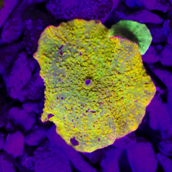 import placeholder for 2989588