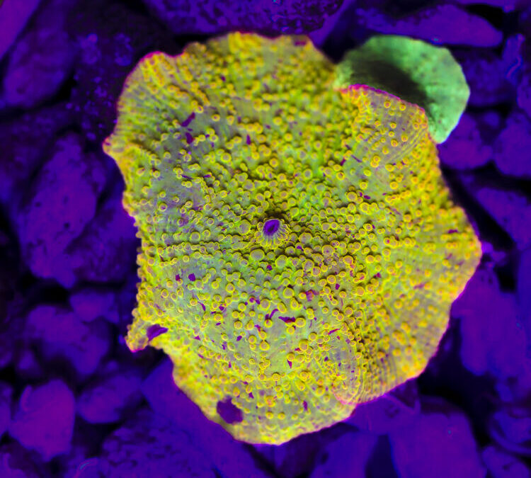 import placeholder for 2989588