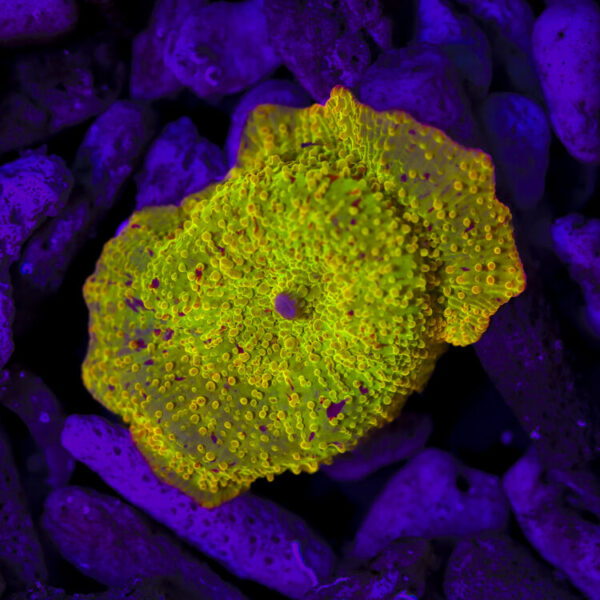 import placeholder for 2989586