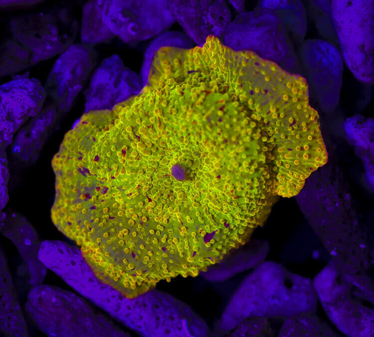 import placeholder for 2989586