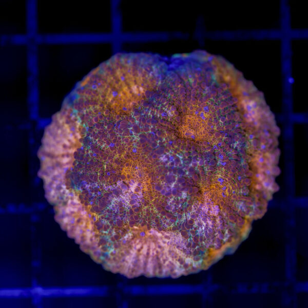 import placeholder for 2989571