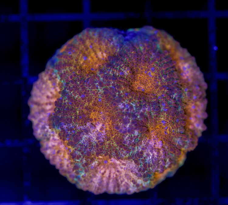 import placeholder for 2989571