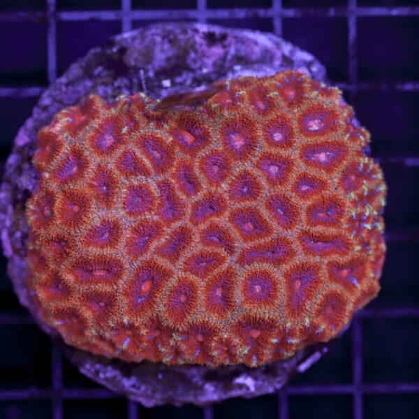 import placeholder for 2989569