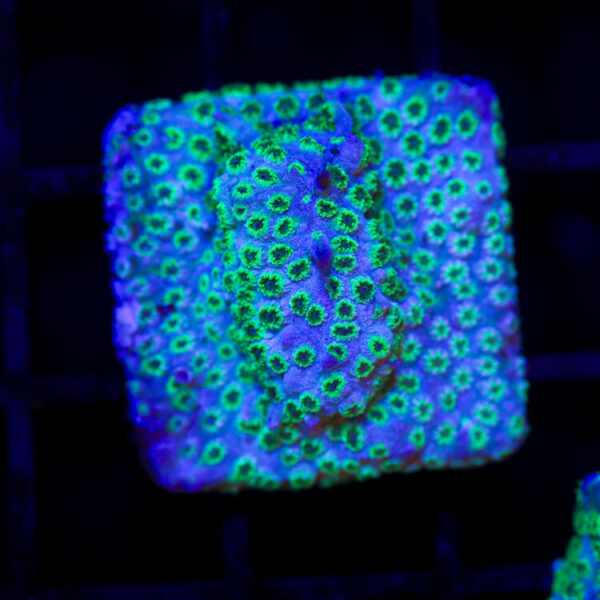 import placeholder for 2989566