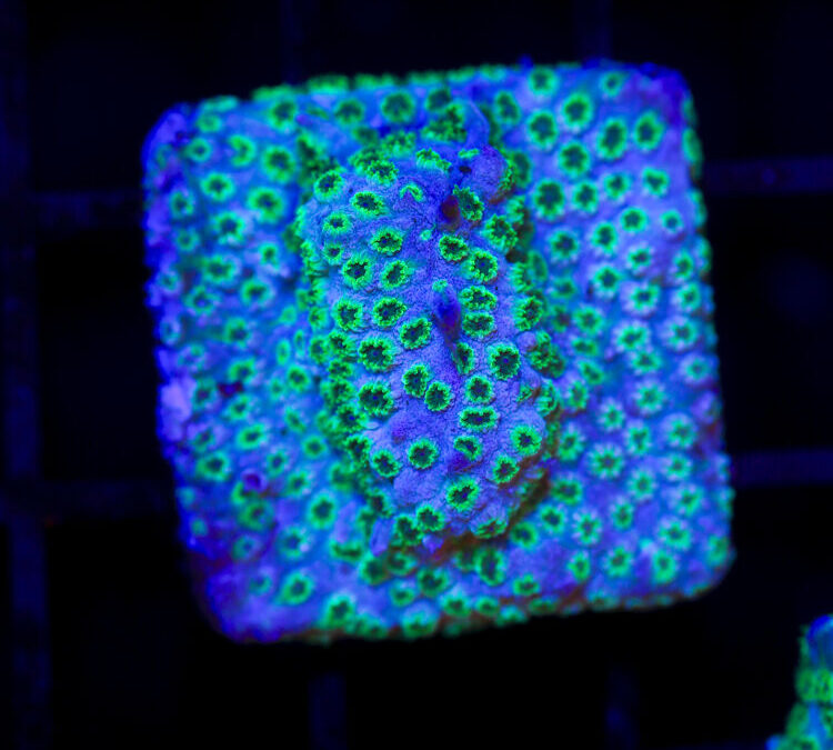 import placeholder for 2989566