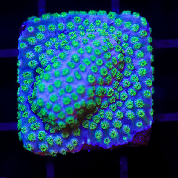 import placeholder for 2989562