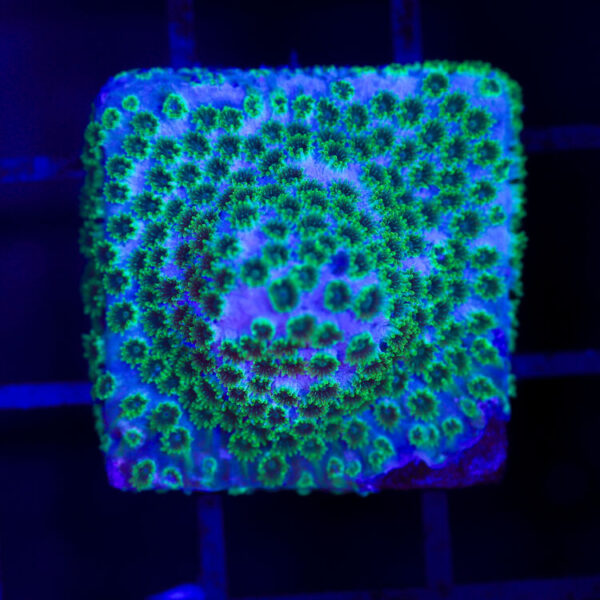 import placeholder for 2989561