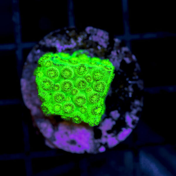 import placeholder for 2989558