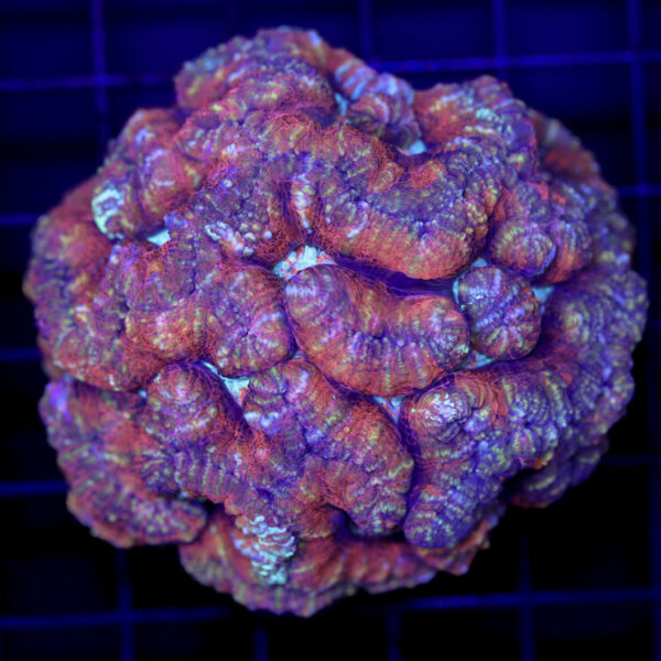 import placeholder for 2988456