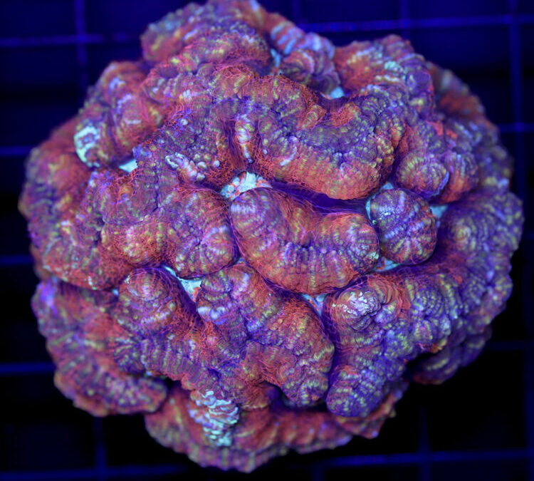 import placeholder for 2988456