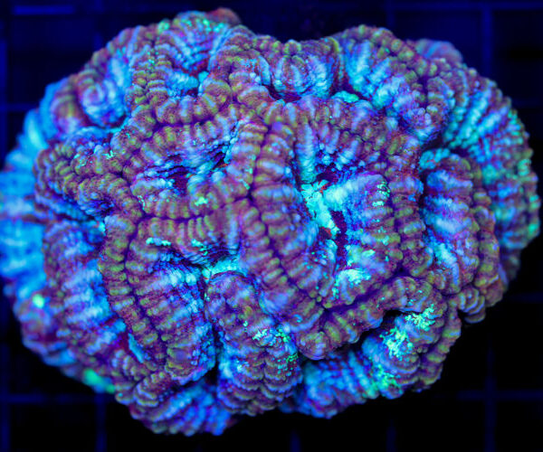 import placeholder for 2988454