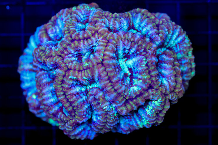 import placeholder for 2988454