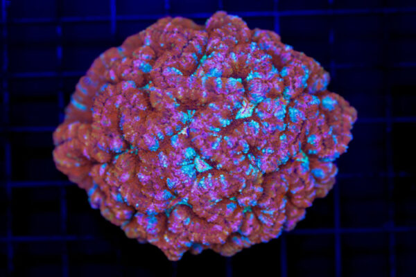 import placeholder for 2988453