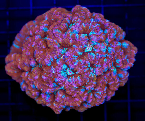 import placeholder for 2988453