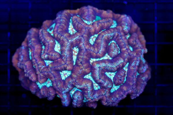 import placeholder for 2988451