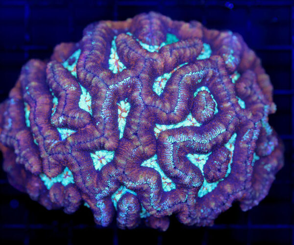 import placeholder for 2988451