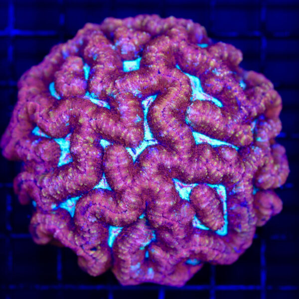 import placeholder for 2988449