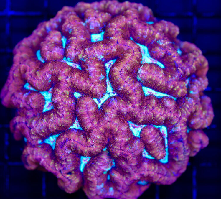 import placeholder for 2988449