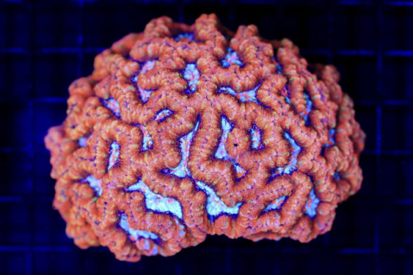 import placeholder for 2988448