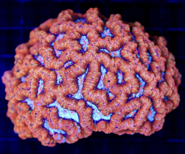 import placeholder for 2988448