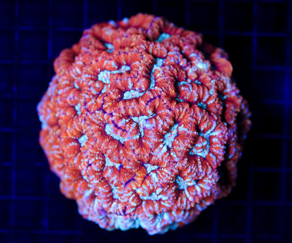 import placeholder for 2988447