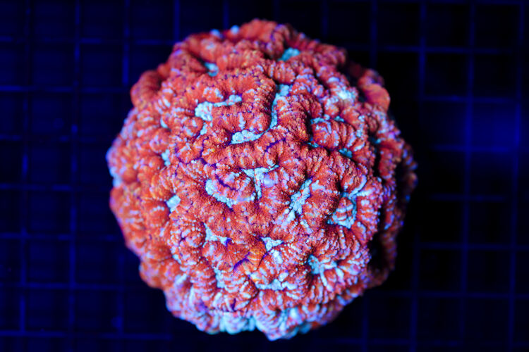 import placeholder for 2988447