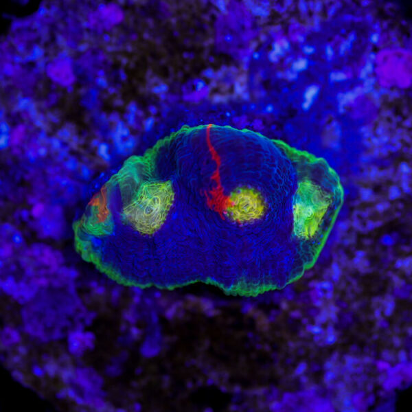 import placeholder for 2987416