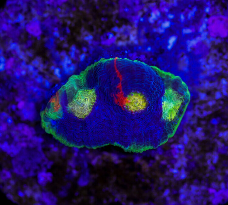 import placeholder for 2987416