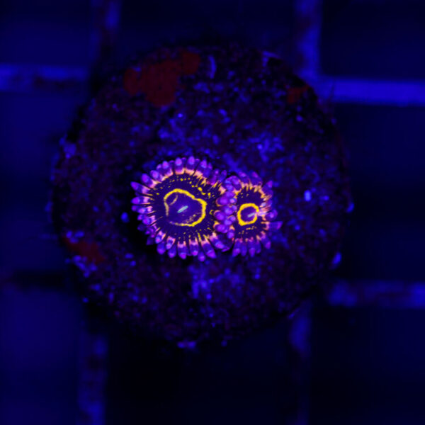 import placeholder for 2987387