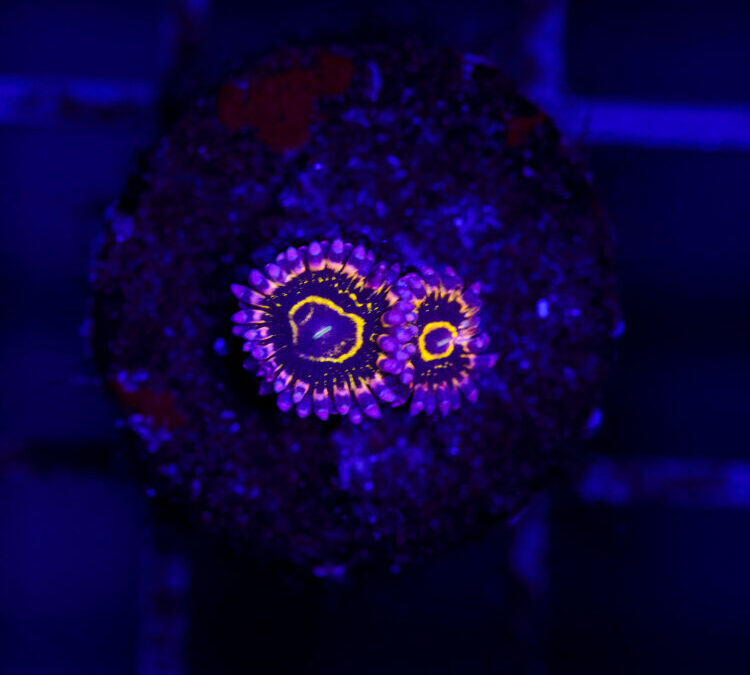 import placeholder for 2987387