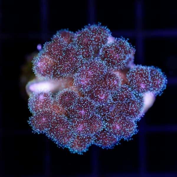 import placeholder for 2987379