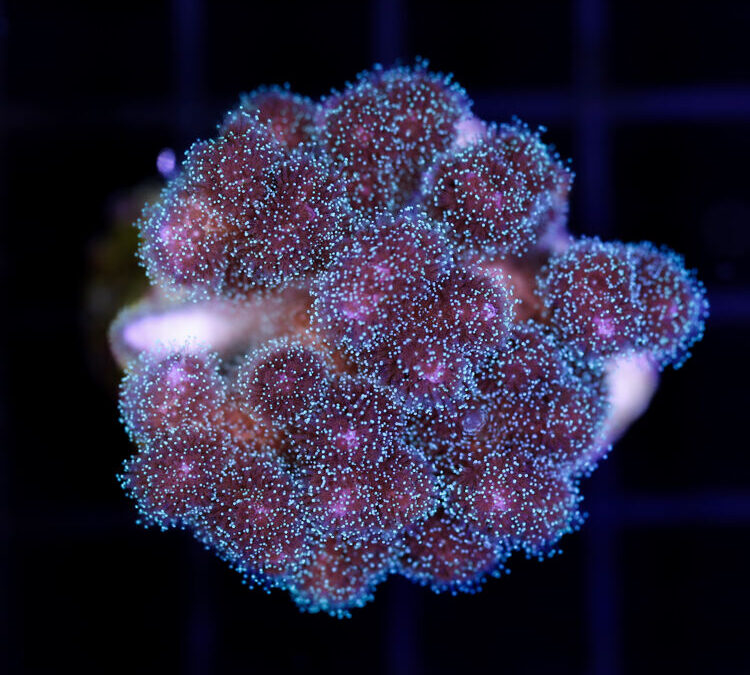 import placeholder for 2987379