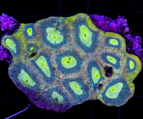 import placeholder for 2981675