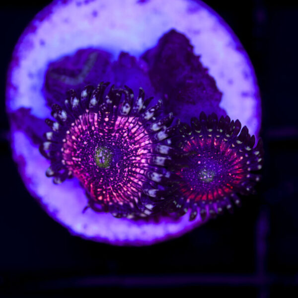 import placeholder for 2981288