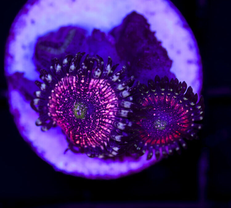 import placeholder for 2981288