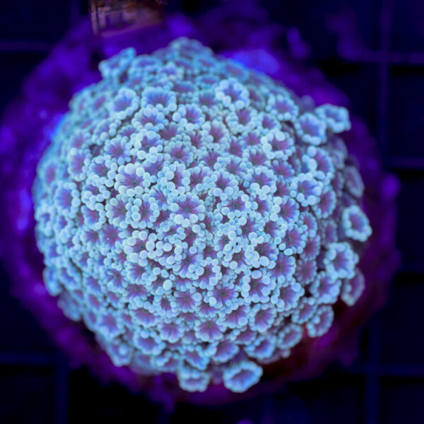 import placeholder for 2980632