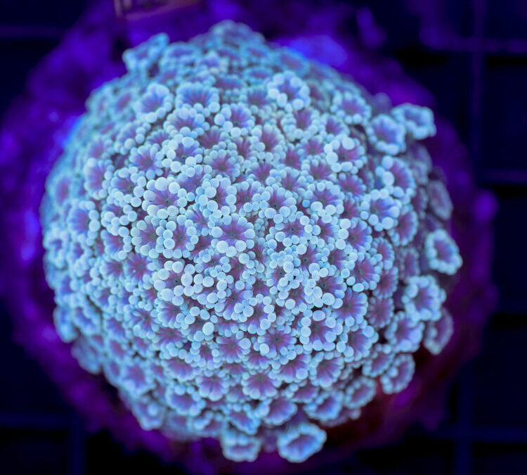 import placeholder for 2980632