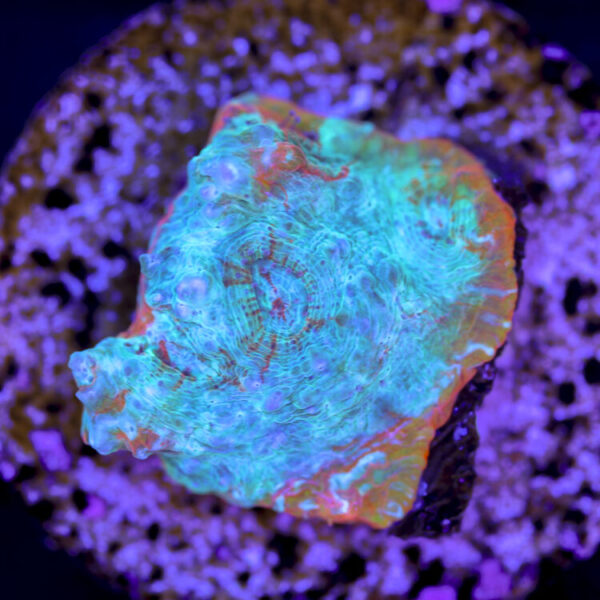 import placeholder for 2980227